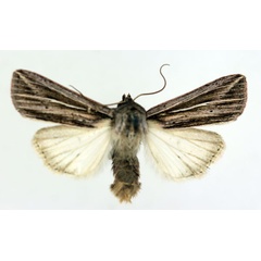 /filer/webapps/moths/media/images/P/polyrabda_Anapoma_AM_ISEA_02.jpg