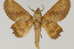 Morongea lampara