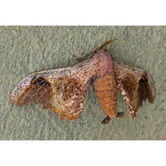 /filer/webapps/moths/media/images/N/neonubifera_Micragone_A_Voaden.jpg