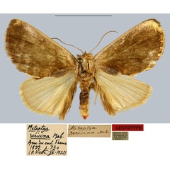 /filer/webapps/moths/media/images/S/sericina_Metaptya_LT_MNHN.jpg