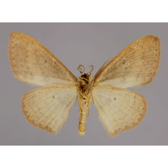 /filer/webapps/moths/media/images/C/caesaria_Scopula_A_ZSM_02.jpg