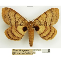 /filer/webapps/moths/media/images/M/mariana_Janomima_AF_NHMUK.jpg