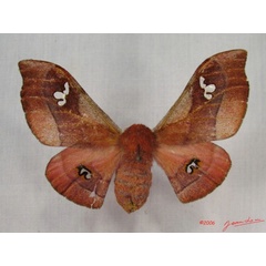 /filer/webapps/moths/media/images/A/agomensis_Holocerina_AF_Alberta_01.jpg