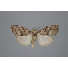 /filer/webapps/moths/media/images/I/iridescens_Nola_A_BMNH.jpg