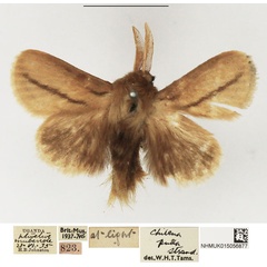 /filer/webapps/moths/media/images/P/pulla_Beralade_AM_NHMUK.jpg