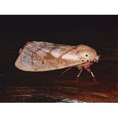 /filer/webapps/moths/media/images/S/submacula_Teracotona_A_Roland_01.jpg