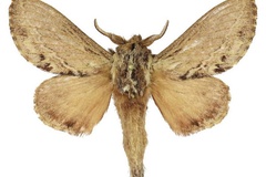 Eutricha fulvida