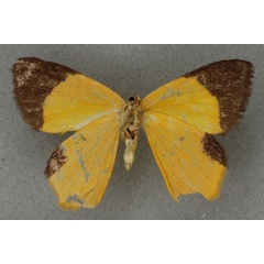 /filer/webapps/moths/media/images/T/trucidata_Xanthodura_HT_BMNHb.jpg