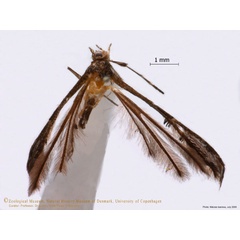 /filer/webapps/moths/media/images/E/epidectis_Oxyptilus_A_ZMUC.jpg