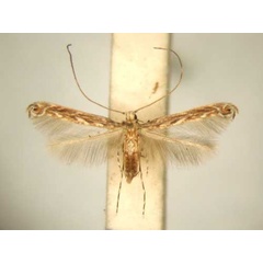 /filer/webapps/moths/media/images/T/treminaStomphastis_PT_TMSA6016.jpg