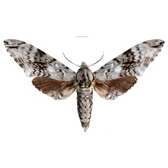 /filer/webapps/moths/media/images/C/carcassoni_Macropoliana_HT_EMEMa.jpg
