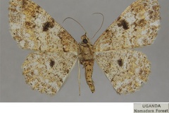 Cleora subcincta longifibulata