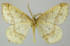 Epigynopteryx rougeoti
