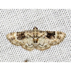 /filer/webapps/moths/media/images/L/lita_Pasiphila_A_Braun.jpeg