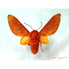 /filer/webapps/moths/media/images/H/haemalea_Balacra_A_Alberta_01.jpg