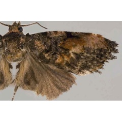 /filer/webapps/moths/media/images/A/ator_Endothenia_PTM_USNM.jpg