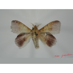 /filer/webapps/moths/media/images/F/fuscofasciata_Leipoxais_AM_Alberta_01.jpg