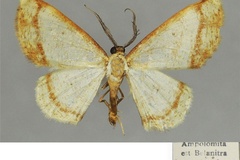 Xenostega eurhythma