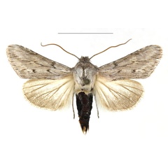 /filer/webapps/moths/media/images/B/bensi_Cucullia_AM_RBINS_01.jpg