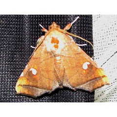 /filer/webapps/moths/media/images/P/penetrata_Episparis_A_Goff_02.jpg