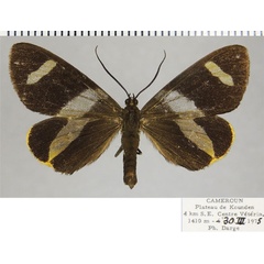 /filer/webapps/moths/media/images/F/fuliginosa_Pitthea_AF_ZSM.jpg