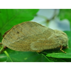 /filer/webapps/moths/media/images/C/capensis_Eutricha_AF_Ihle_03.jpg