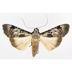 /filer/webapps/moths/media/images/T/tegulata_Audea_AF_TMSA_01.jpg