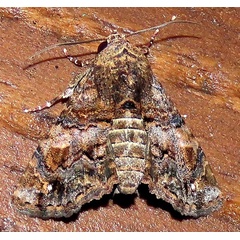 /filer/webapps/moths/media/images/T/transversata_Pataeta_A_Braun_11.jpg