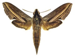 /filer/webapps/moths/media/images/M/monteironis_Theretra_AF_ANHRT.jpg