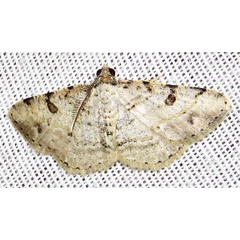 /filer/webapps/moths/media/images/D/decisa_Obolcola_A_Braun_05.jpg