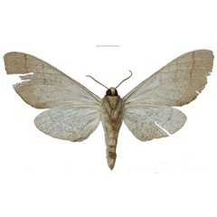 /filer/webapps/moths/media/images/N/nicolae_Neoclanis_PTF_EMEMb.jpg