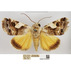 /filer/webapps/moths/media/images/W/wallengreni_Acontia_AM_NHMUK_01.jpg