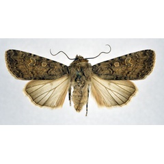 /filer/webapps/moths/media/images/F/felicis_Euxoa_PT_NHMO.jpg
