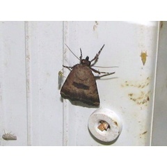 /filer/webapps/moths/media/images/W/wollastoni_Crypsotidia_A_Goff_03.jpg