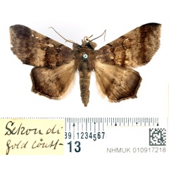 /filer/webapps/moths/media/images/W/woerdenialis_Libystica_AM_BMNH.jpg