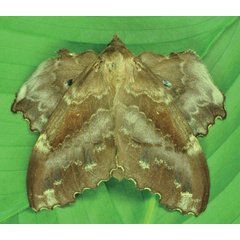 /filer/webapps/moths/media/images/J/jordani_Mimopacha_AF_Ihle.jpg
