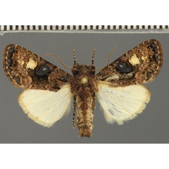 /filer/webapps/moths/media/images/M/melanocycla_Euplexia_AM_Fiebig.jpg