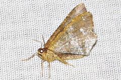 Chiasmia confuscata
