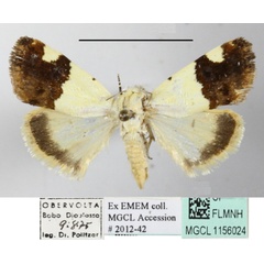 /filer/webapps/moths/media/images/H/hemixanthia_Emmelia_A_MGCLa_02.JPG