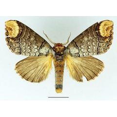 /filer/webapps/moths/media/images/I/imitata_Phalera_AM_Basquin_01.jpg