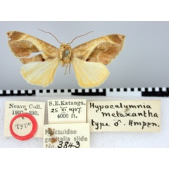 /filer/webapps/moths/media/images/M/metaxantha_Hypercalymnia_HT_BMNH.jpg