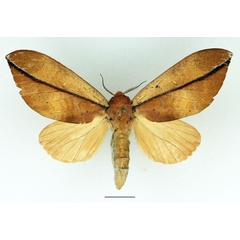 /filer/webapps/moths/media/images/A/aeola_Harpandrya_AF_Basquin_01.jpg