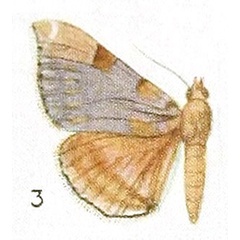 /filer/webapps/moths/media/images/H/hermione_Euphiusa_HT_Fawcett_1_3.jpg