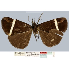 /filer/webapps/moths/media/images/A/albistrigata_Ametropalpis_AT_MNHN.jpg