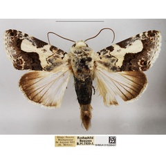 /filer/webapps/moths/media/images/M/malgassica_Acontia_AM_NHMUK.jpg