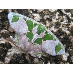 /filer/webapps/moths/media/images/V/viridimacula_Archichlora_A_Wendt.jpg