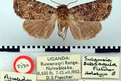 Feliniopsis subsagula