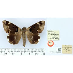/filer/webapps/moths/media/images/L/lienardina_Achaea_HT_BMNH.jpg