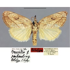 /filer/webapps/moths/media/images/P/paulianalis_Mesosindris_AT_MNHN.jpg