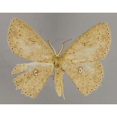 /filer/webapps/moths/media/images/M/misella_Cyclophora_A_ZSM_01.jpg